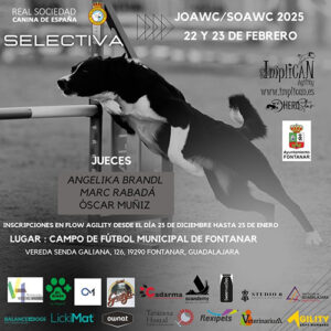 El club Agility ImpliCAN de Yunquera de Henares organiza las pruebas selectivas para el Campeonato del Mundo de Agility Senior y Junior