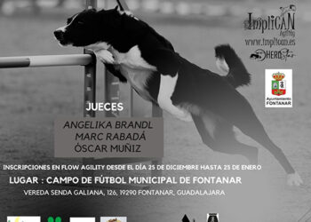 El club Agility ImpliCAN de Yunquera de Henares organiza las pruebas selectivas para el Campeonato del Mundo de Agility Senior y Junior 1 El club Agility ImpliCAN de Yunquera de Henares organiza las pruebas selectivas para el Campeonato del Mundo de Agility Senior y Junior