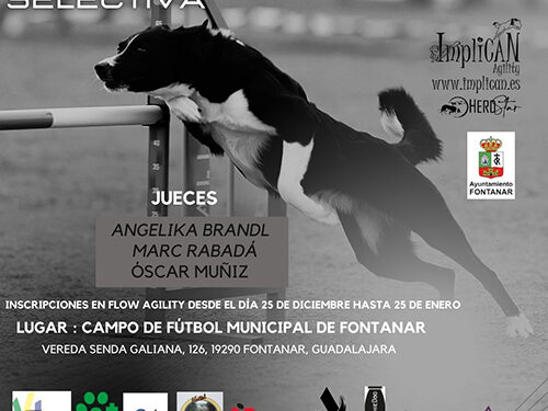El club Agility ImpliCAN de Yunquera de Henares organiza las pruebas selectivas para el Campeonato del Mundo de Agility Senior y Junior 1 El club Agility ImpliCAN de Yunquera de Henares organiza las pruebas selectivas para el Campeonato del Mundo de Agility Senior y Junior