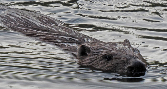 Encuentran castores europeos en la Alcarria a orillas del río Tajo