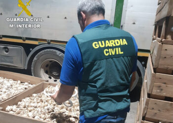 ASAJA Cuenca solicita un aumento de la vigilancia para evitar los robos nocturnos de ajos en el campo 5 La Guardia Civil de Cuenca esclarece una importante estafa en la compra de ajos en Las Pedroñeras