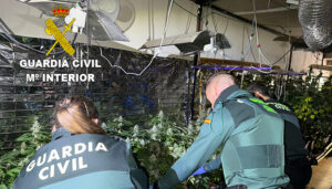 La Guardia Civil desmantela una plantación indoor de 450 plantas de marihuana en Víllora