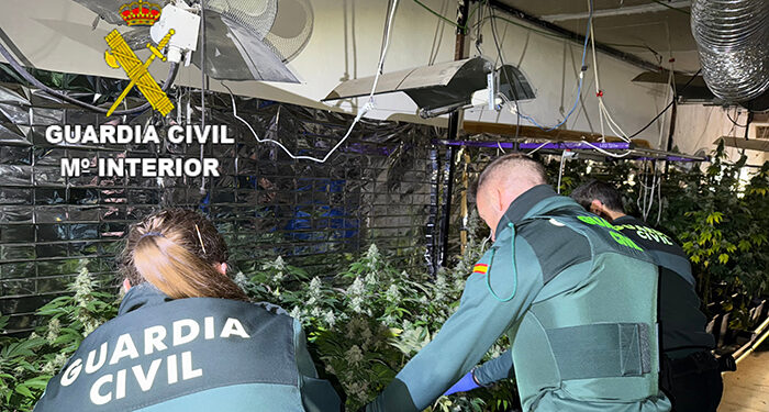 La Guardia Civil desmantela una plantación indoor de 450 plantas de marihuana en Víllora