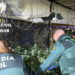 La Guardia Civil desmantela una plantación indoor de 450 plantas de marihuana en Víllora
