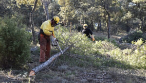 La Junta invertirá cerca de 10 millones de euros en la limpieza de los montes de Cuenca para prevenir incendios forestales