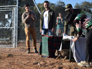 La Junta lleva a cabo la segunda suelta de ejemplares de lince ibérico en la provincia de Cuenca