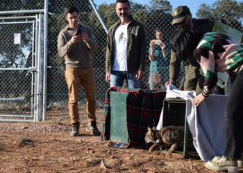 La Junta lleva a cabo la segunda suelta de ejemplares de lince ibérico en la provincia de Cuenca