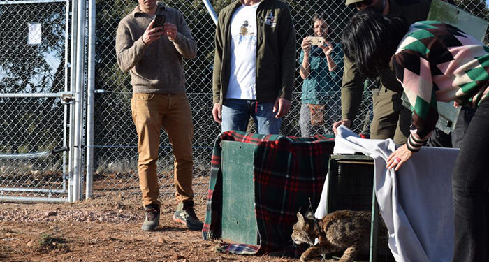 La Junta lleva a cabo la segunda suelta de ejemplares de lince ibérico en la provincia de Cuenca 1 La Junta lleva a cabo la segunda suelta de ejemplares de lince ibérico en la provincia de Cuenca