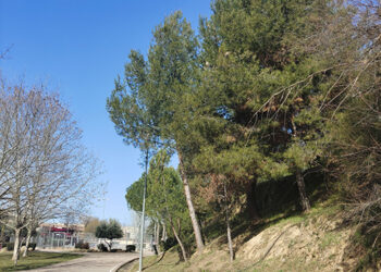La procesionaria comienza a expandirse en el barranco del Alamín