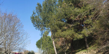La procesionaria comienza a expandirse en el barranco del Alamín