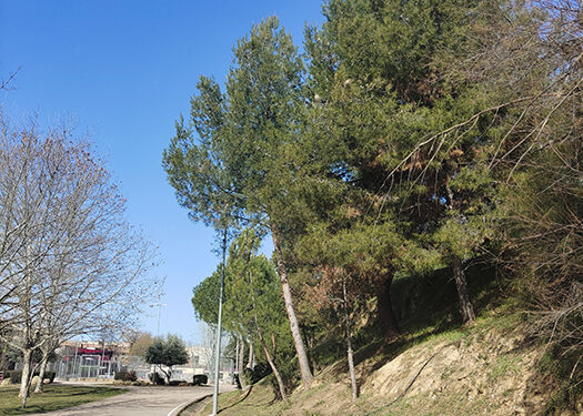 La procesionaria comienza a expandirse en el barranco del Alamín 1 La procesionaria comienza a expandirse en el barranco del Alamín