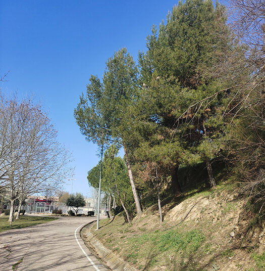La procesionaria comienza a expandirse en el barranco del Alamín