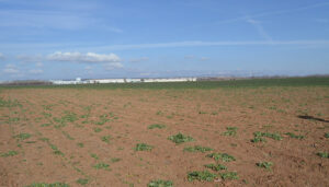 Los conejos arrasan parcelas enteras de cereal en La Campiña