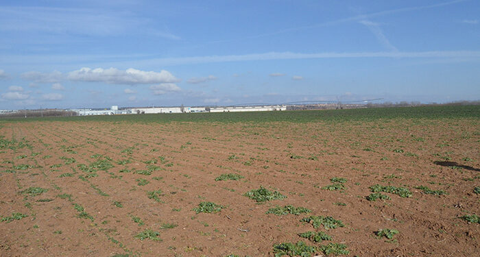 Los conejos arrasan parcelas enteras de cereal en La Campiña