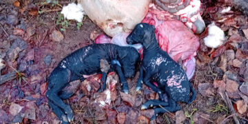 Nuevos ataques del lobo al ganado a cien metros del casco urbano de Cogolludo y en Somolinos