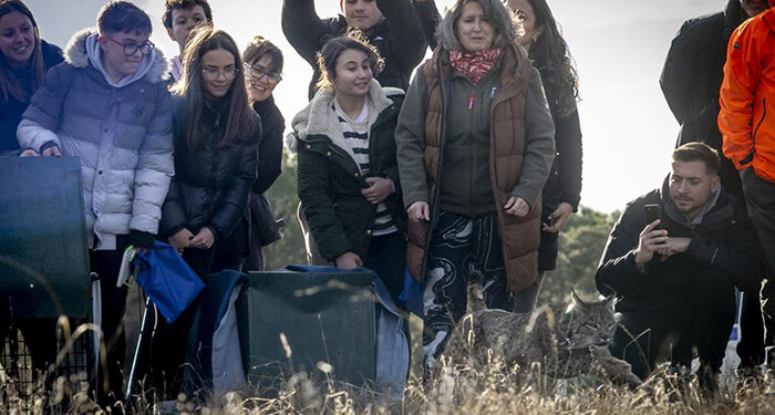Primera suelta de linces ibéricos en la provincia de Cuenca 1 Primera suelta de linces ibéricos en la provincia de Cuenca