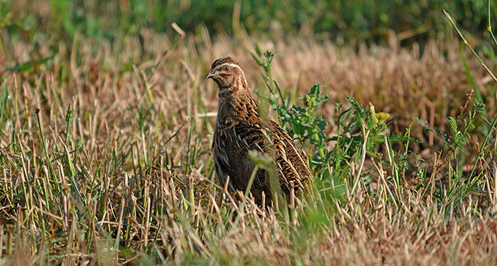 Transición Ecológica confirma que la codorniz no está en peligro de extinción