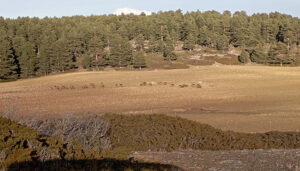APAG solicita la comarca de Emergencia Cinegética por daños de ciervos para la zona de Molina