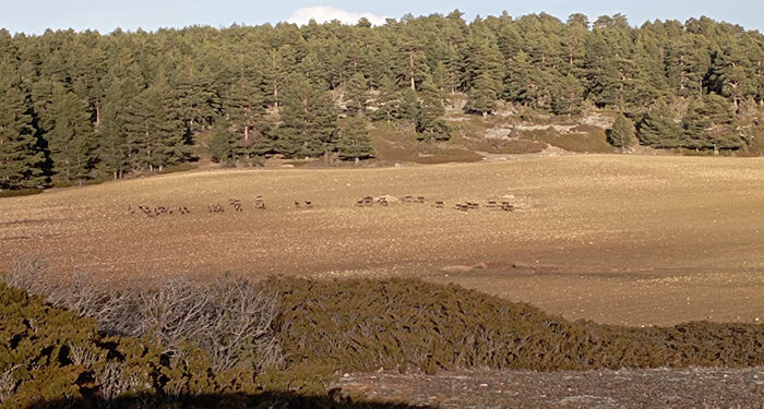 APAG solicita la comarca de Emergencia Cinegética por daños de ciervos para la zona de Molina