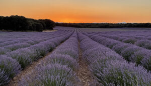 Brihuega será el epicentro del turismo rural albergando el V Encuentro Nacional de Pueblos Mágicos de España