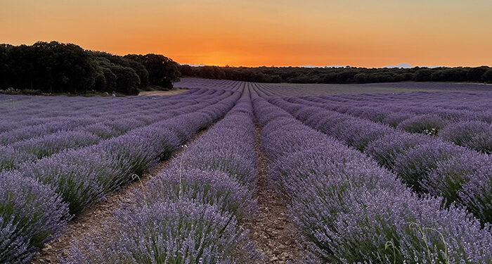 Brihuega será el epicentro del turismo rural albergando el V Encuentro Nacional de Pueblos Mágicos de España 1 Brihuega será el epicentro del turismo rural albergando el V Encuentro Nacional de Pueblos Mágicos de España