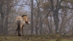 El Sistema Ibérico Sur, a la vanguardia del movimiento de la renaturalización en España