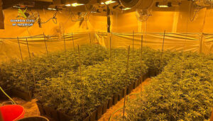 La Guardia Civil descubre una plantación de marihuana al acudir a un domicilio en El Casar para comprobar una señal de alarma