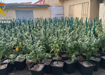 La Guardia Civil desmantela una plantación de marihuana indoor en la urbanización “El Ballestar” de Barajas de Melo