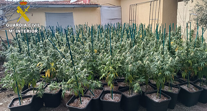 La Guardia Civil desmantela una plantación de marihuana indoor en la urbanización “El Ballestar” de Barajas de Melo
