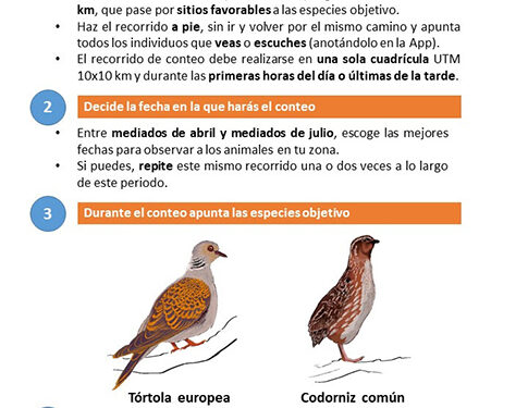 Arranca una campaña muy especial de censos de tórtola y codorniz en el Observatorio Cinegético 1 Arranca una campaña muy especial de censos de tórtola y codorniz en el Observatorio Cinegético