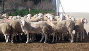 Castilla-La Mancha lanza una ayuda excepcional de 4,6 millones de euros para explotaciones ganaderas afectadas por el serotipo 3 de lengua azul