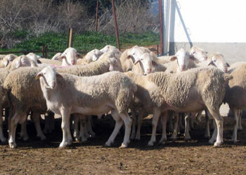 Castilla-La Mancha lanza una ayuda excepcional de 4,6 millones de euros para explotaciones ganaderas afectadas por el serotipo 3 de lengua azul