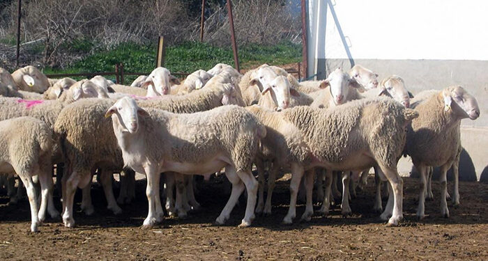 Castilla-La Mancha lanza una ayuda excepcional de 4,6 millones de euros para explotaciones ganaderas afectadas por el serotipo 3 de lengua azul 1 Castilla-La Mancha lanza una ayuda excepcional de 4,6 millones de euros para explotaciones ganaderas afectadas por el serotipo 3 de lengua azul