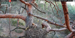 Cinco cámaras instaladas en el Alto Tajo permiten observar en directo la vida en nidos de buitres leonados y alimoches