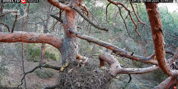 Cinco cámaras instaladas en el Alto Tajo permiten observar en directo la vida en nidos de buitres leonados y alimoches