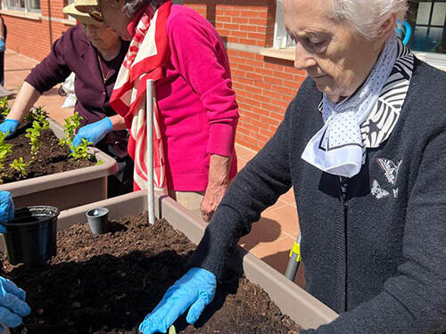 Comienza la temporada de huerto en el Centro de Mayores de Cabanillas