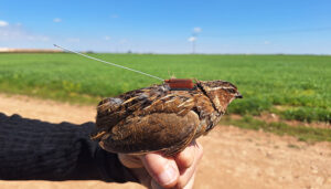 Desarrollo Sostenible inicia el marcaje y seguimiento mediante GPS de ejemplares de codorniz para mejorar el conocimiento del estado de sus poblaciones en la región