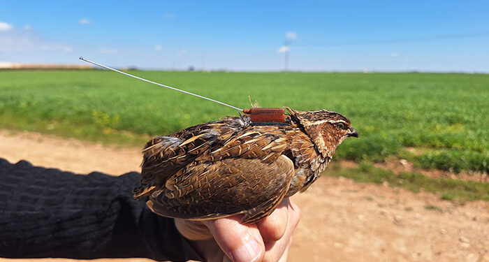 Desarrollo Sostenible inicia el marcaje y seguimiento mediante GPS de ejemplares de codorniz para mejorar el conocimiento del estado de sus poblaciones en la región