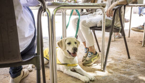 El perro guía de la ONCE en Cuenca reclama su derecho de acceso a establecimientos de restauración