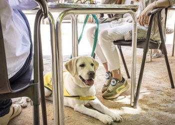 El perro guía de la ONCE en Cuenca reclama su derecho de acceso a establecimientos de restauración