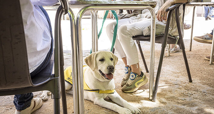 El perro guía de la ONCE en Cuenca reclama su derecho de acceso a establecimientos de restauración