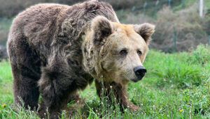 Fallece la osa Paca, acogida en El Hosquillo durante cinco años y símbolo de la recuperación del oso pardo y