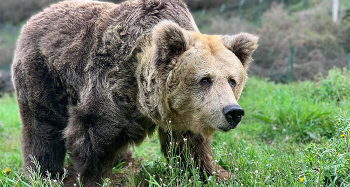 Fallece la osa Paca, acogida en El Hosquillo durante cinco años y símbolo de la recuperación del oso pardo 1 Fallece la osa Paca, acogida en El Hosquillo durante cinco años y símbolo de la recuperación del oso pardo y