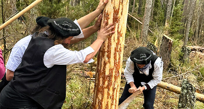 La Junta celebra en Peralejos de las Truchas la tradición de la corta de troncos previa a la Fiesta Ganchera del Alto Tajo