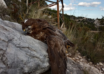 Más de 700 aves rapaces encontradas electrocutadas en la provincia de Cuenca en los últimos diez años