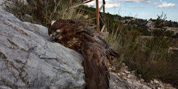Más de 700 aves rapaces encontradas electrocutadas en la provincia de Cuenca en los últimos diez años