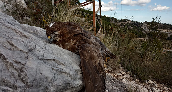 Más de 700 aves rapaces encontradas electrocutadas en la provincia de Cuenca en los últimos diez años 1 Más de 700 aves rapaces encontradas electrocutadas en la provincia de Cuenca en los últimos diez años