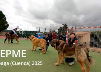 El vídeo. Apolo, de los Arándanos, mejor ejemplar absoluto del Concurso de Mastines (AEPME) de Jábaga