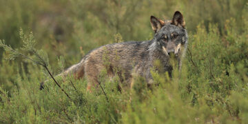lobo