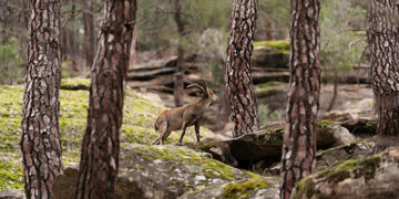 Los ganadores del concurso de fotografía ‘Invierno en el Sistema Ibérico Sur’ ponen en valor  la diversidad del territorio